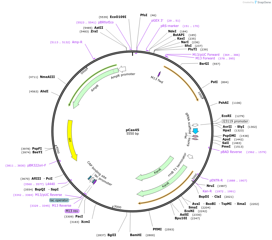 82390-plasmid-map-sequence-id-161485