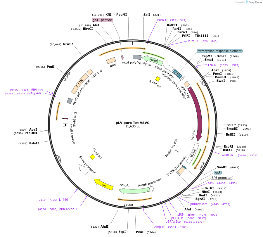 82724-plasmid-map-sequence-id-161501