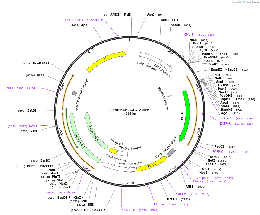 82407-plasmid-map-sequence-id-161603