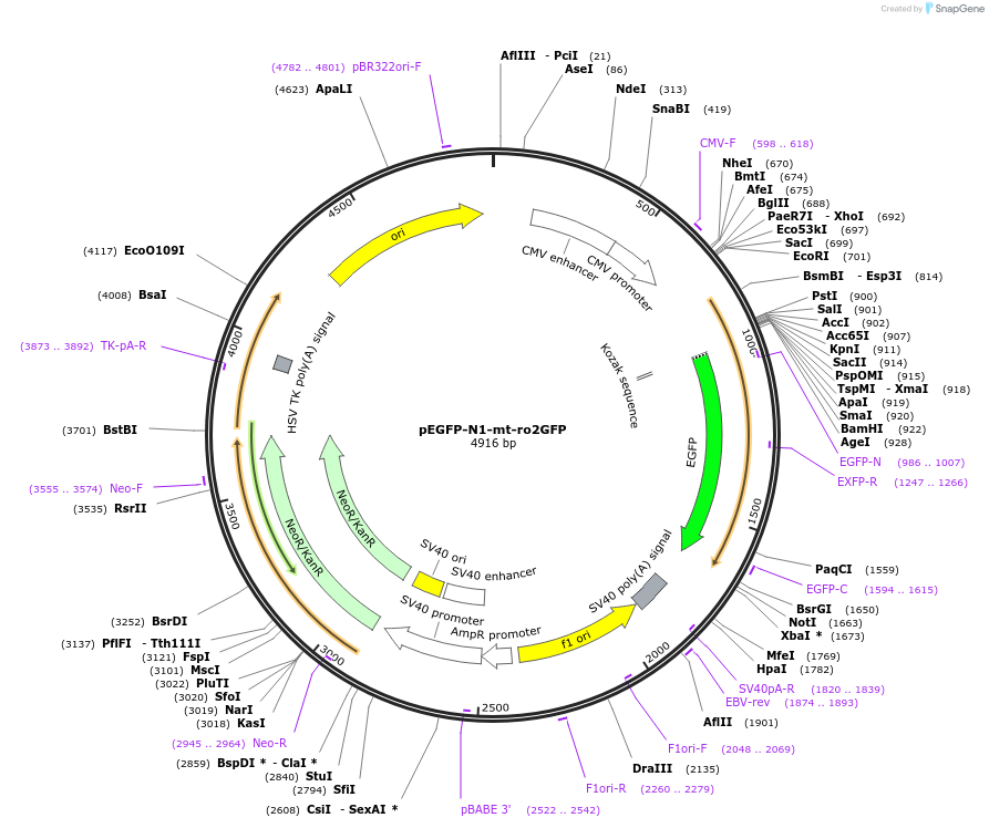82408-plasmid-map-sequence-id-161604