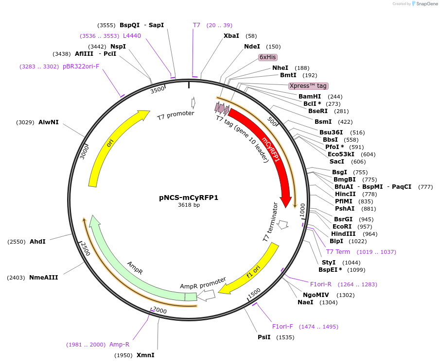 84545-plasmid-map-sequence-id-161609