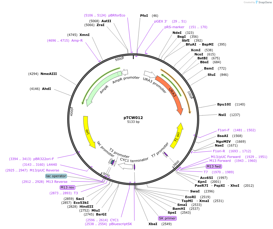 83527-plasmid-map-sequence-id-161613