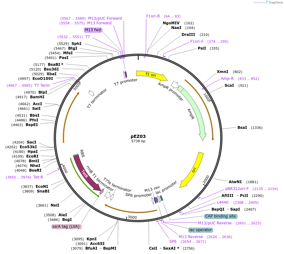 82399-plasmid-map-sequence-id-161635