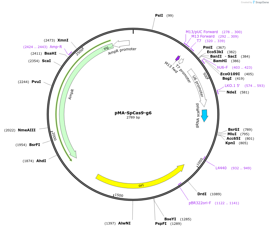 80789-plasmid-map-sequence-id-161638
