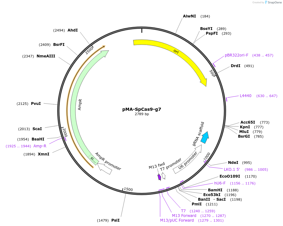 80790-plasmid-map-sequence-id-161640