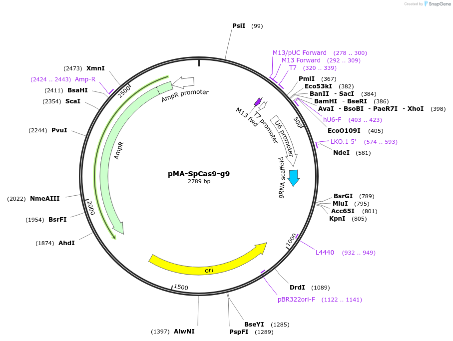 80792-plasmid-map-sequence-id-161643