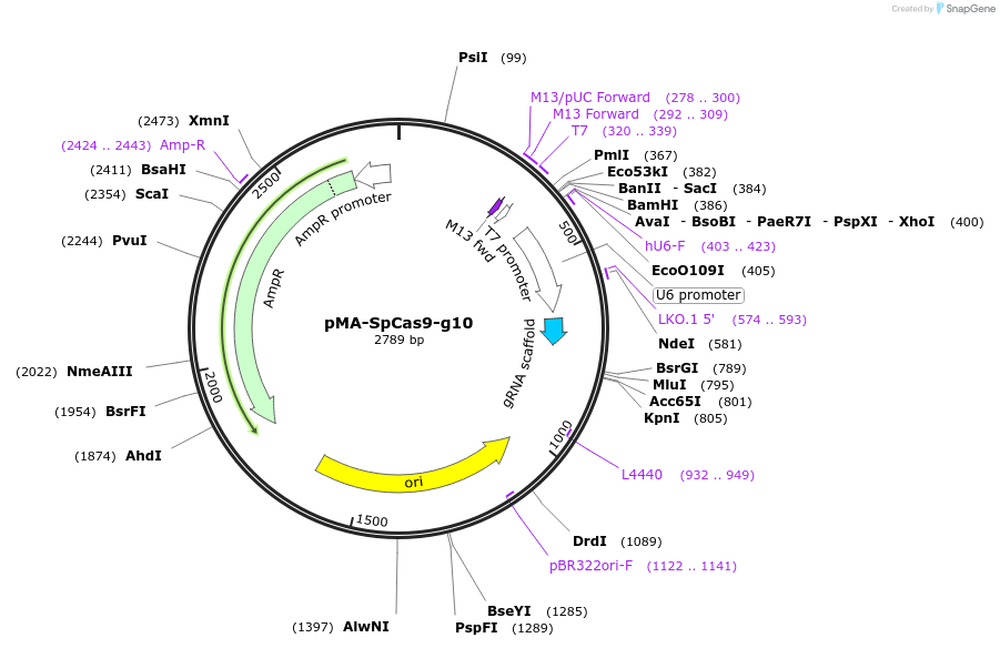 80793-plasmid-map-sequence-id-161644
