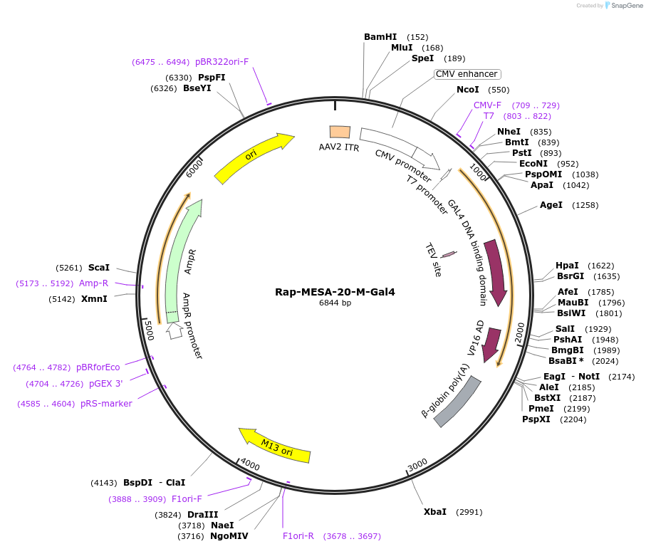 84554-plasmid-map-sequence-id-161649