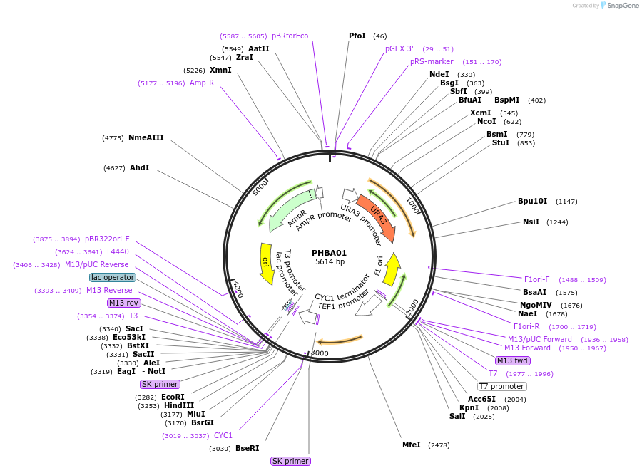 83535-plasmid-map-sequence-id-161658
