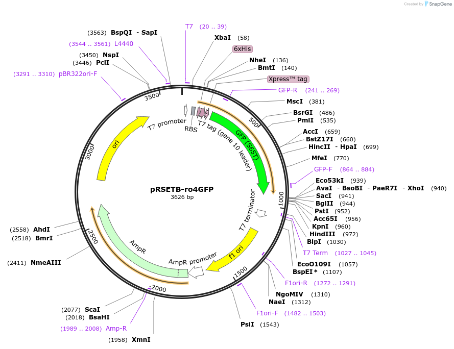 82368-plasmid-map-sequence-id-161666