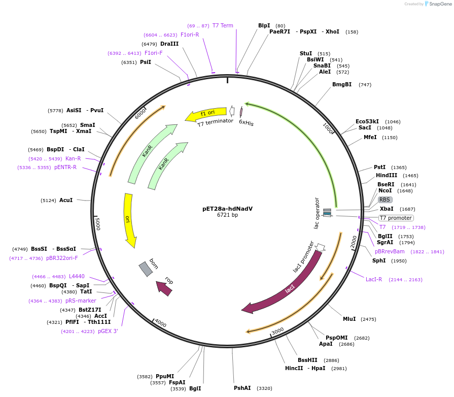 83362-plasmid-map-sequence-id-161677