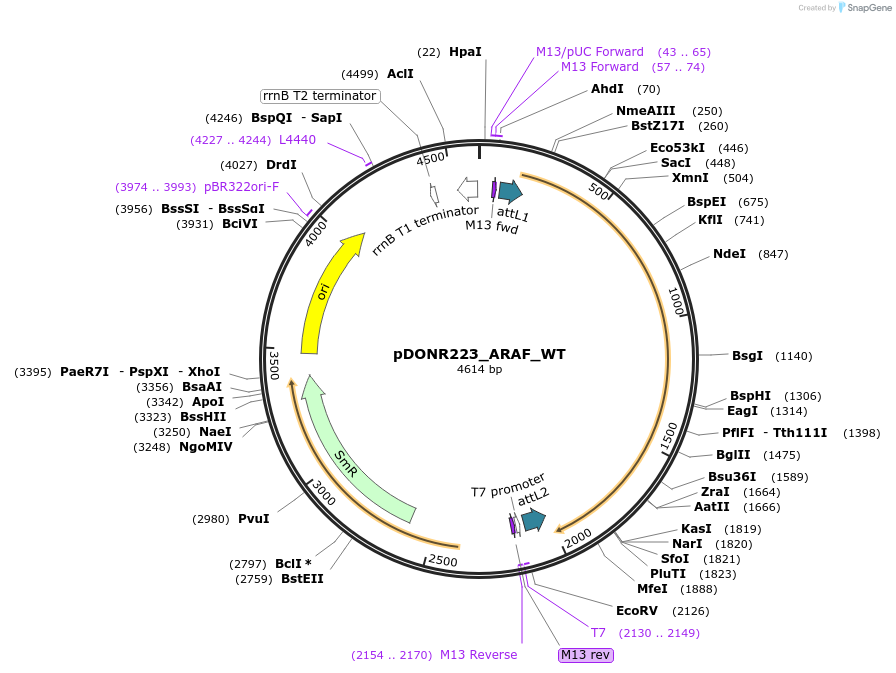 82900-plasmid-map-sequence-id-161682