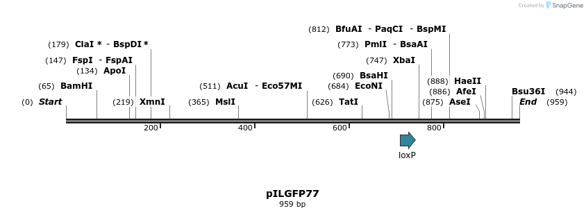 161691_map
