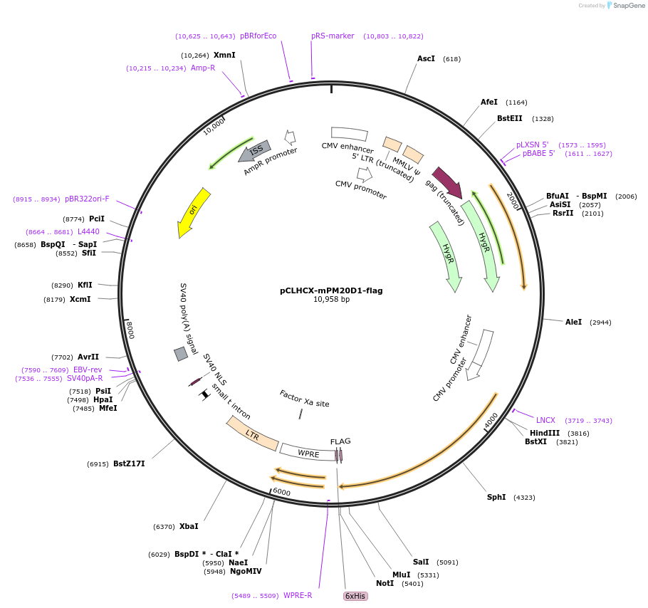 84566-plasmid-map-sequence-id-161731