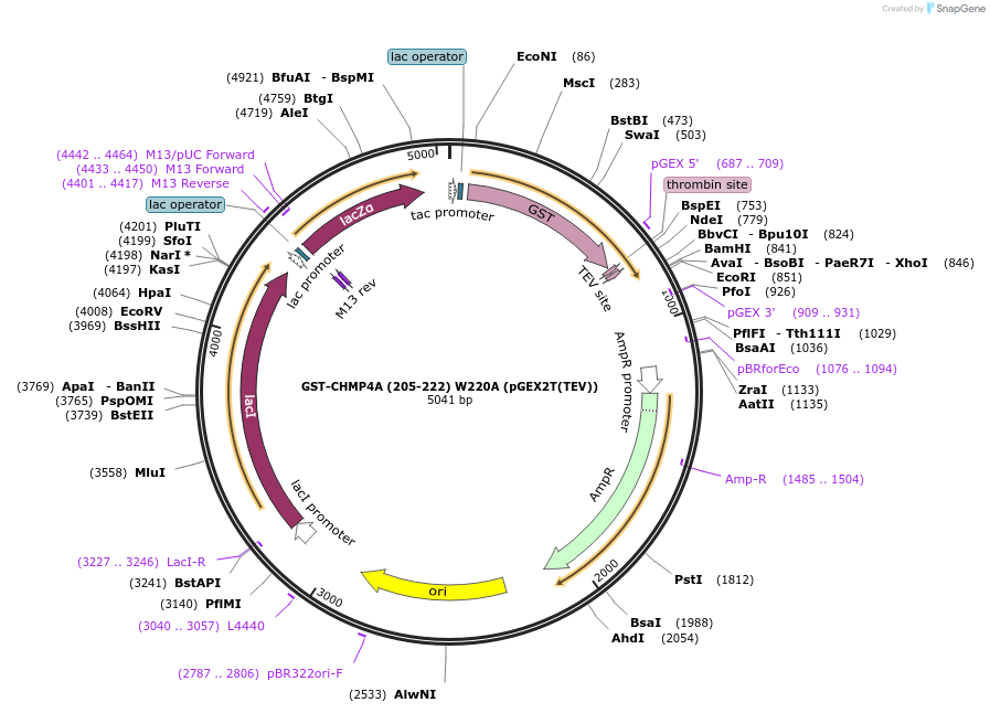 80637-plasmid-map-sequence-id-161733