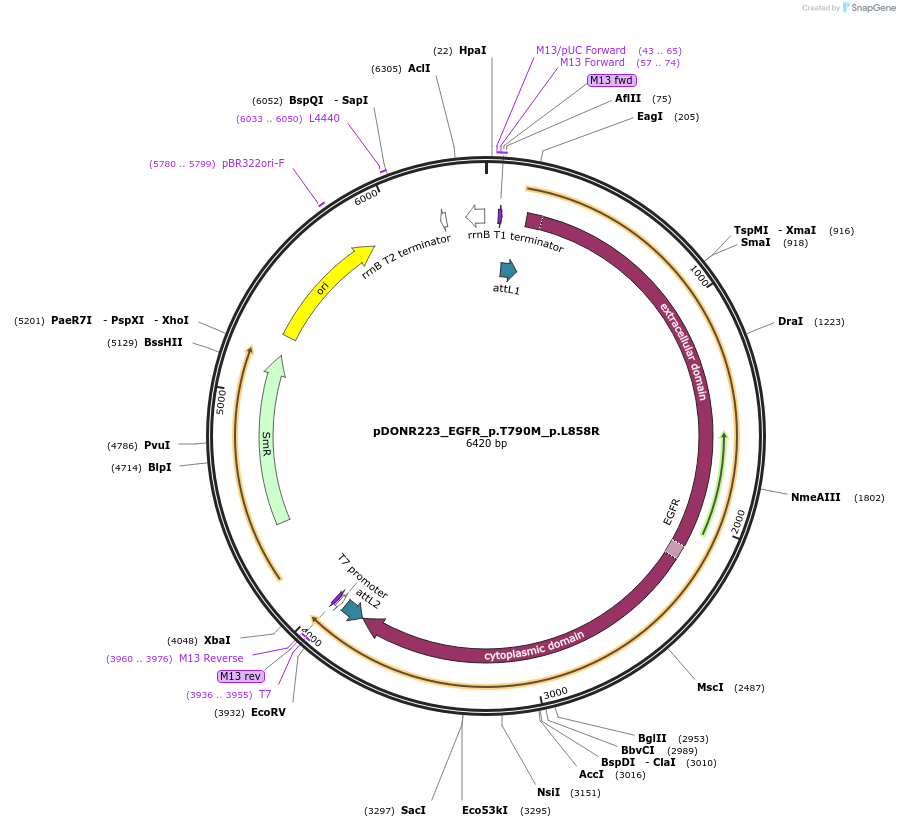 82914-plasmid-map-sequence-id-161736
