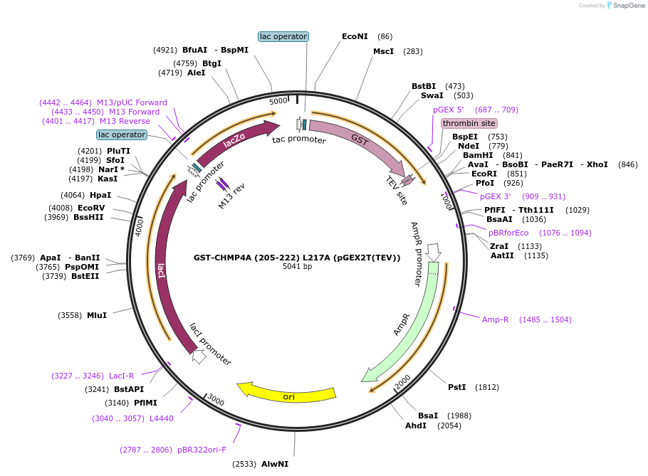 80638-plasmid-map-sequence-id-161738