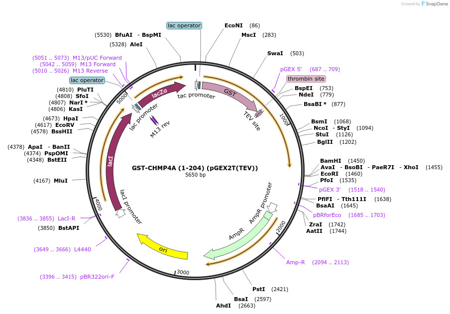 80632-plasmid-map-sequence-id-161763