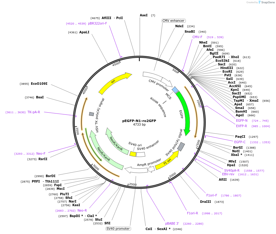 82370-plasmid-map-sequence-id-161767