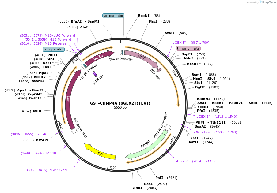 80630-plasmid-map-sequence-id-161772