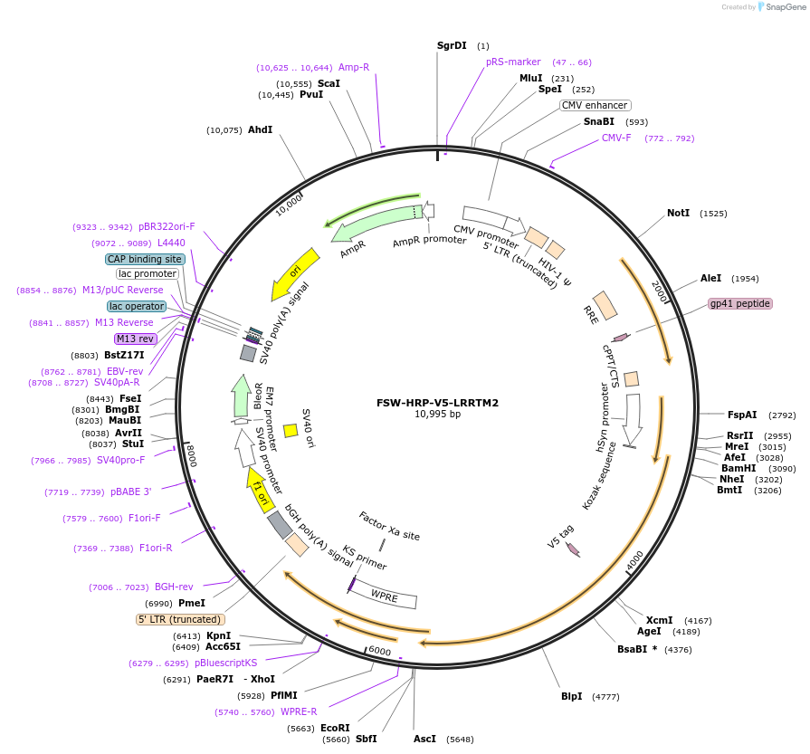 82537-plasmid-map-sequence-id-161775