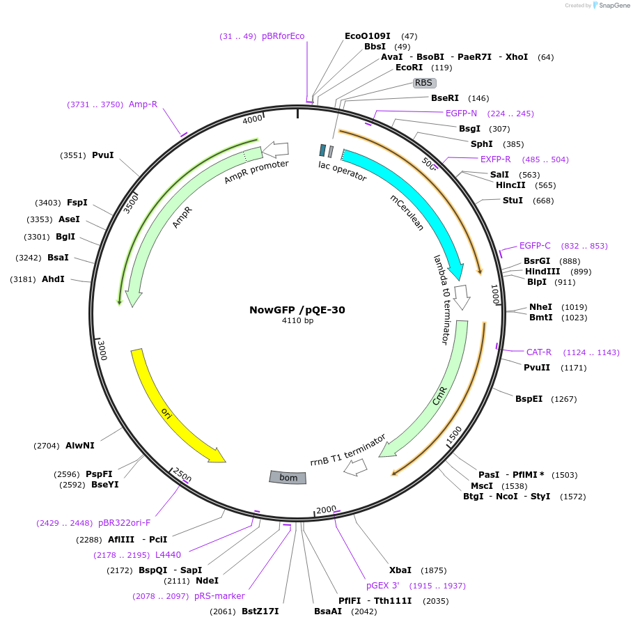 74749-plasmid-map-sequence-id-161782