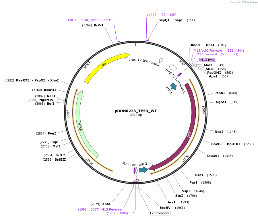 82754-plasmid-map-sequence-id-161801