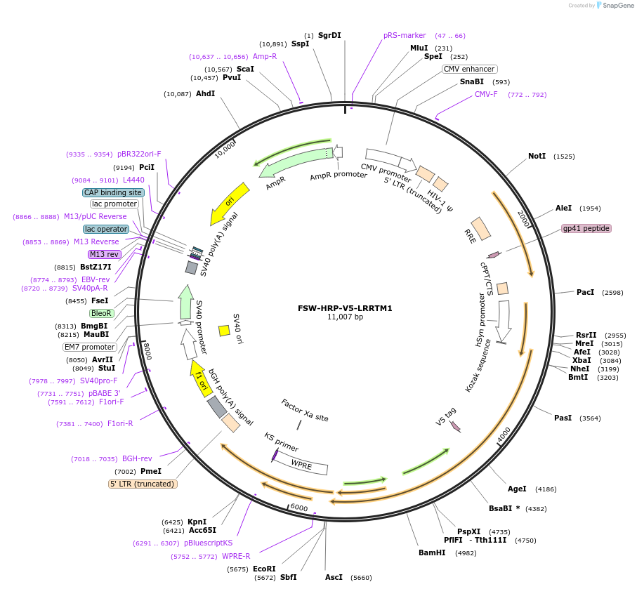 82536-plasmid-map-sequence-id-161802