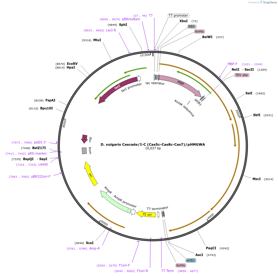 81185-plasmid-map-sequence-id-161806