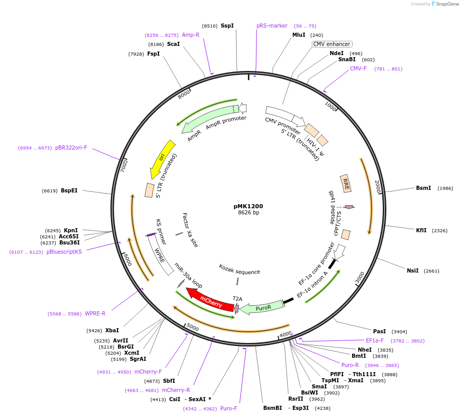 84219-plasmid-map-sequence-id-161842