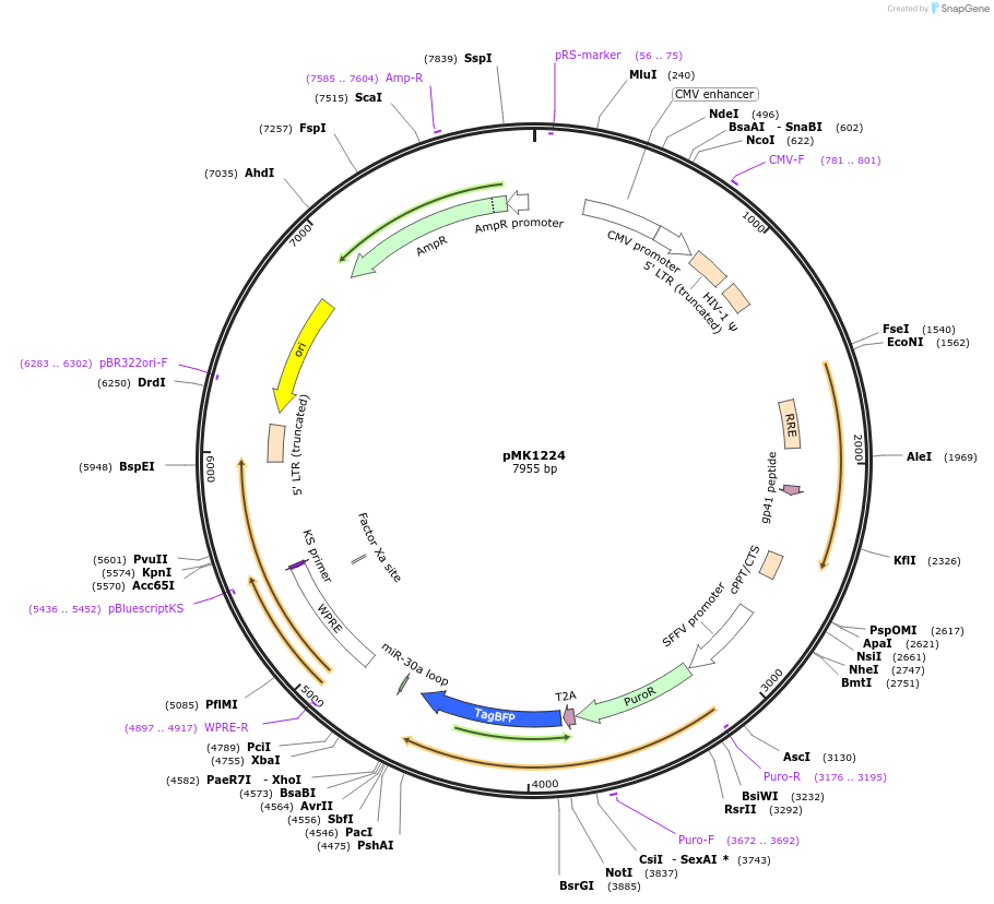 84221-plasmid-map-sequence-id-161846