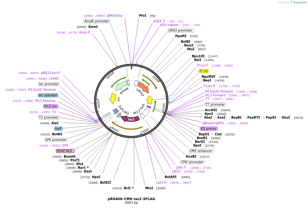 83410-plasmid-map-sequence-id-161867