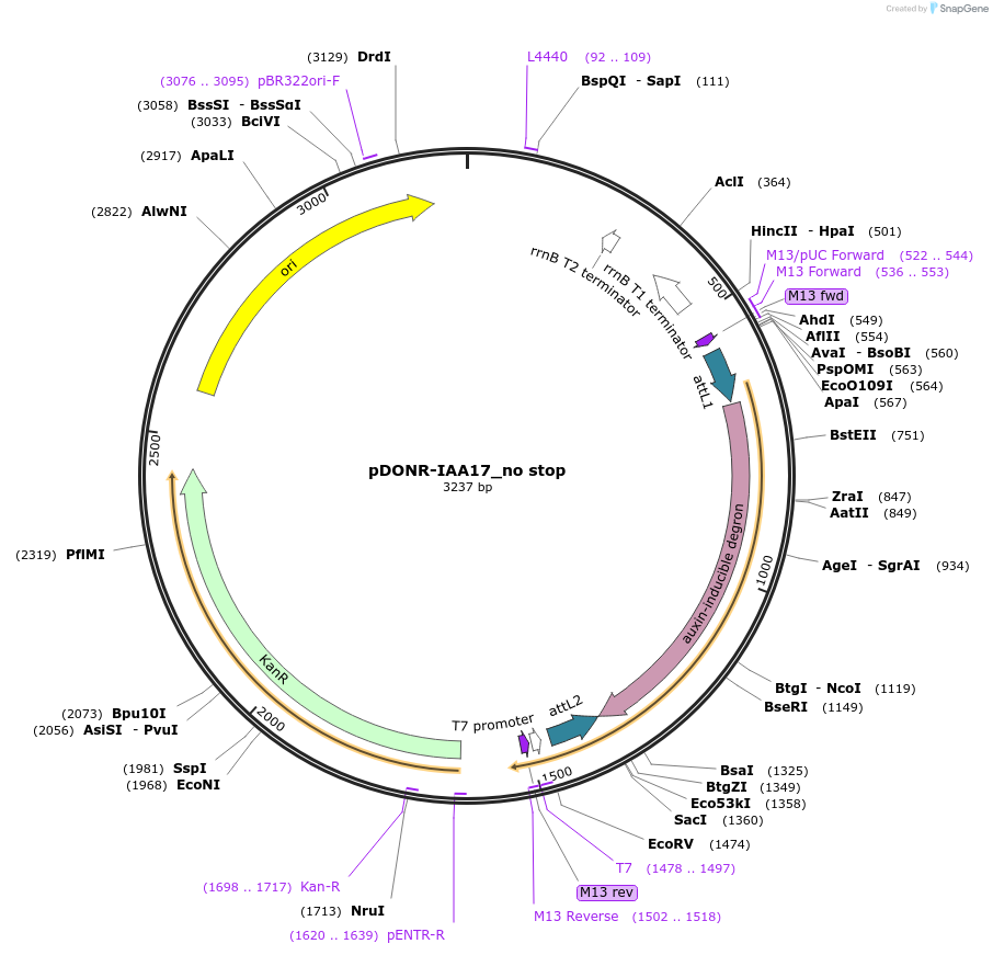 83855-plasmid-map-sequence-id-161883