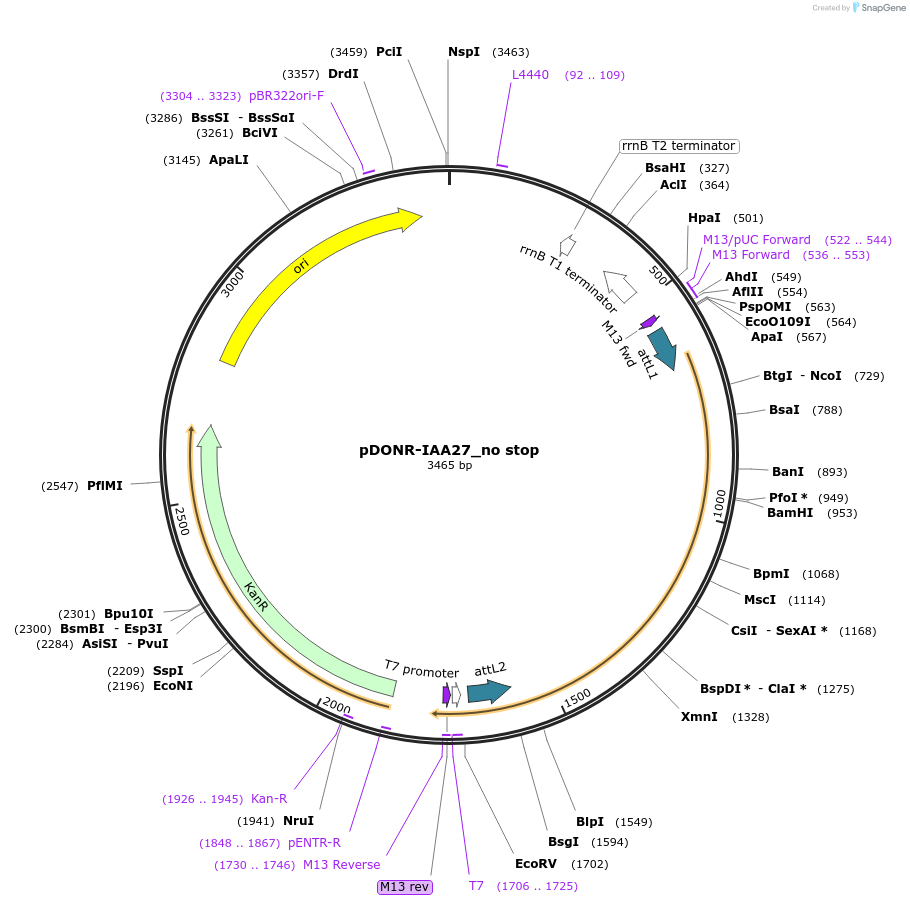 83860-plasmid-map-sequence-id-161917