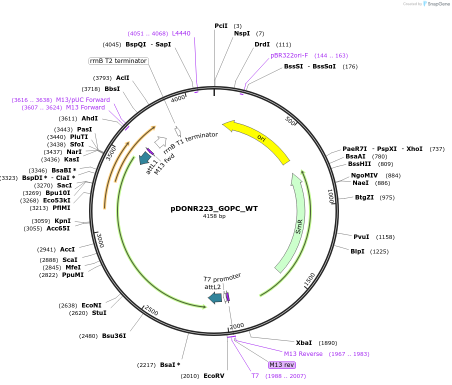 82924-plasmid-map-sequence-id-161936