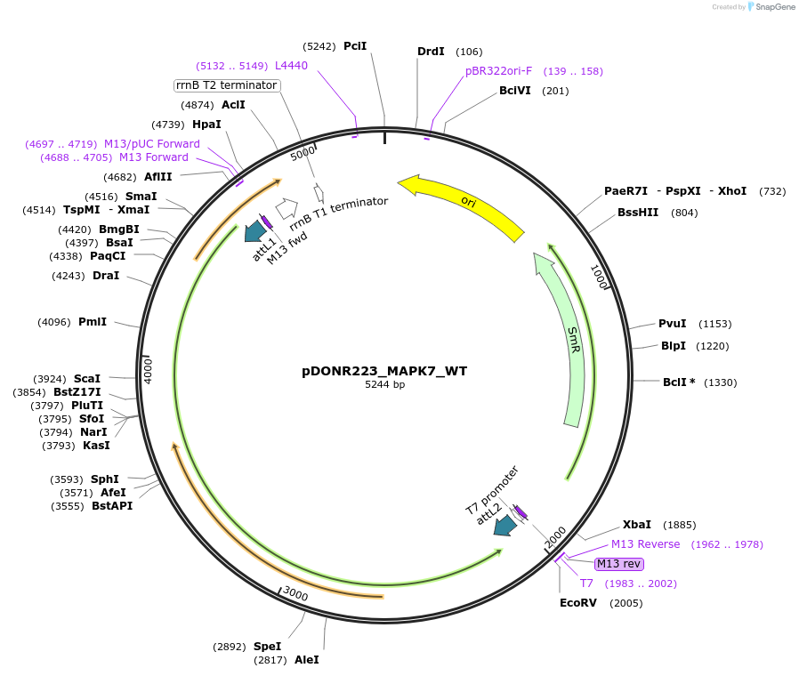 82925-plasmid-map-sequence-id-161944