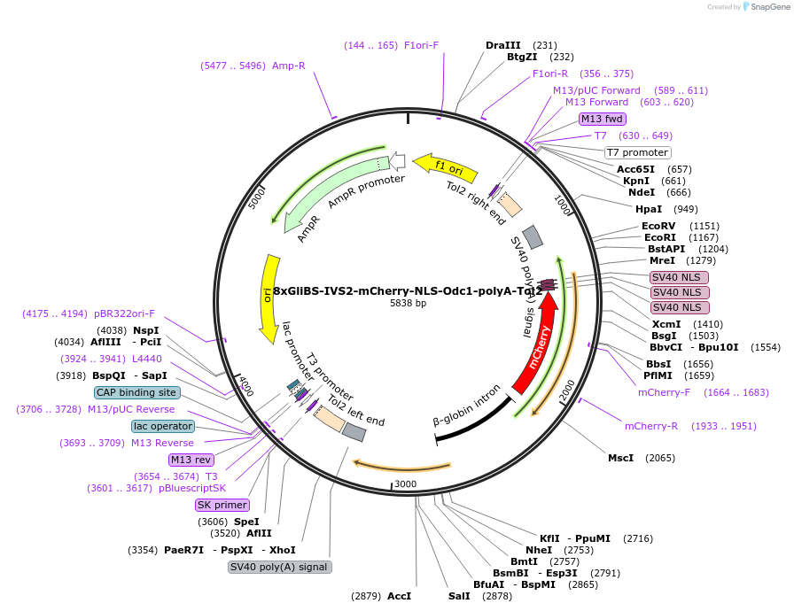 84603-plasmid-map-sequence-id-161964