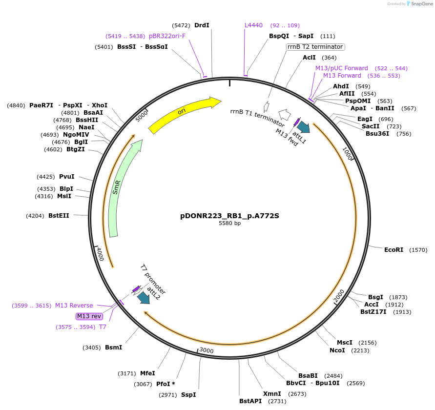 82803-plasmid-map-sequence-id-161967