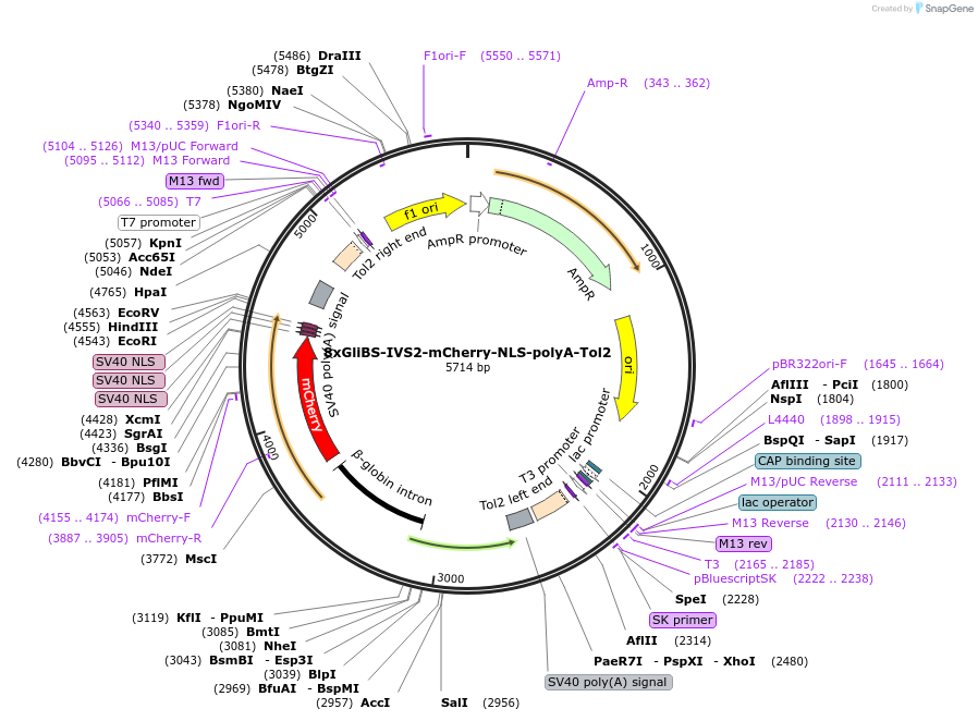 84604-plasmid-map-sequence-id-161970