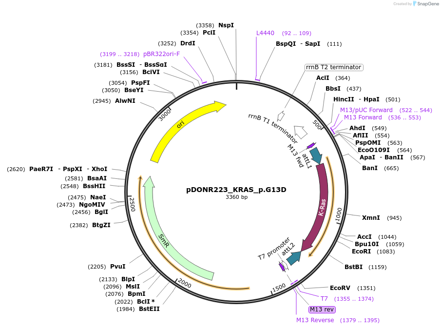 82808-plasmid-map-sequence-id-161976