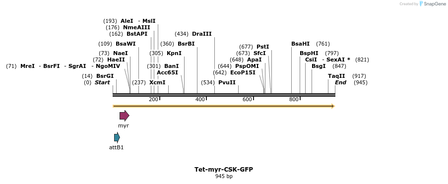 161985_map