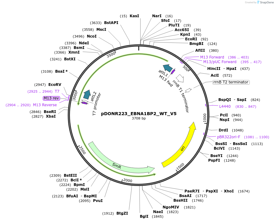 82932-plasmid-map-sequence-id-161987