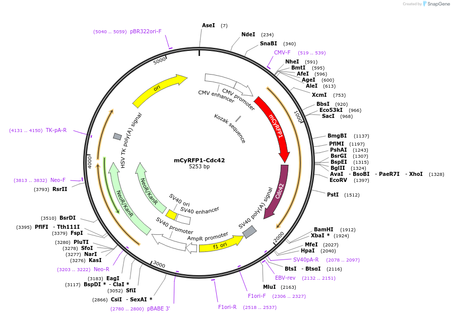 84360-plasmid-map-sequence-id-162021