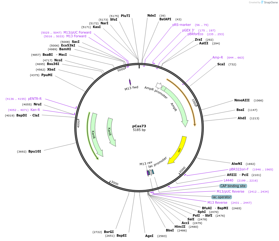 82398-plasmid-map-sequence-id-162043