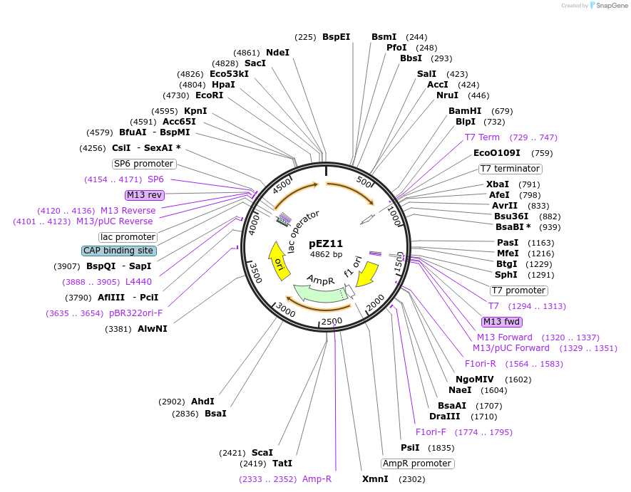 81136-plasmid-map-sequence-id-162044
