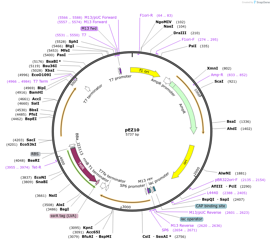 81135-plasmid-map-sequence-id-162046