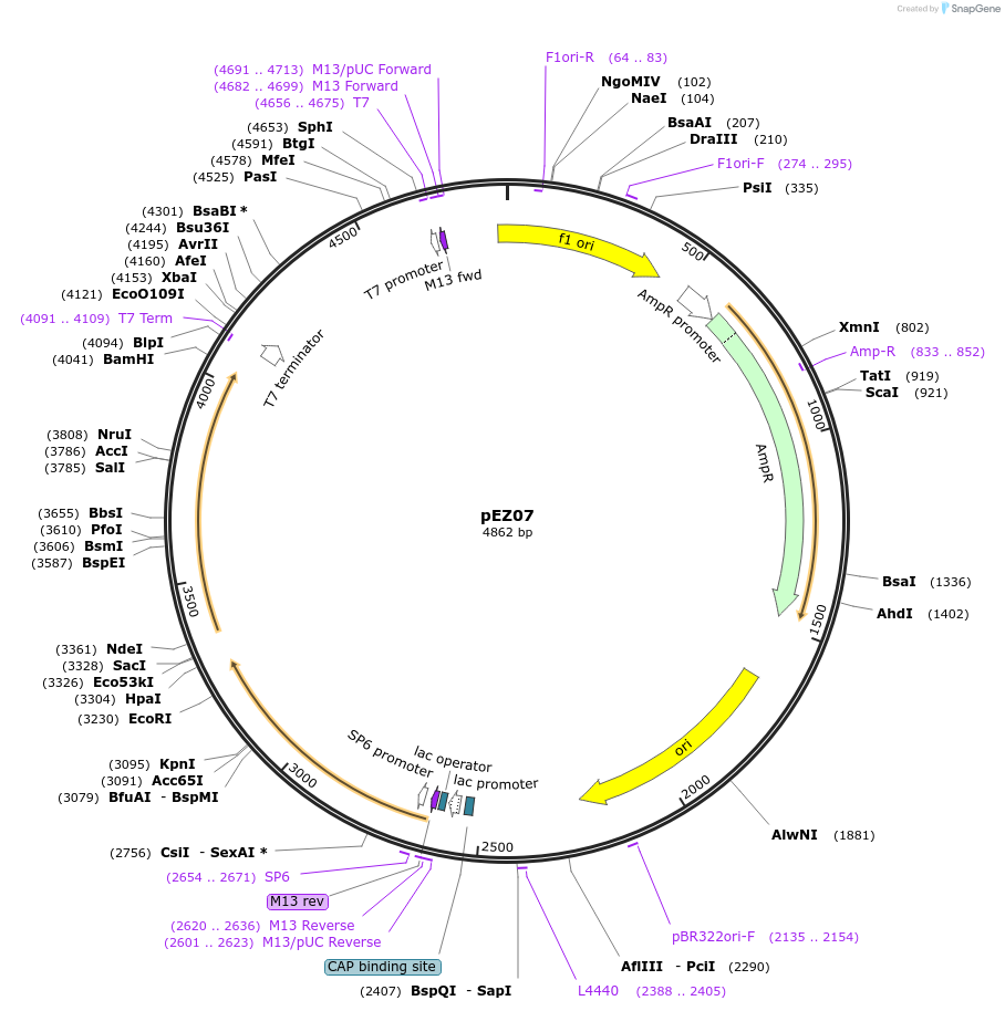 81131-plasmid-map-sequence-id-162051
