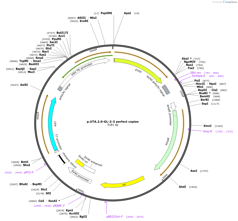 82441-plasmid-map-sequence-id-162054