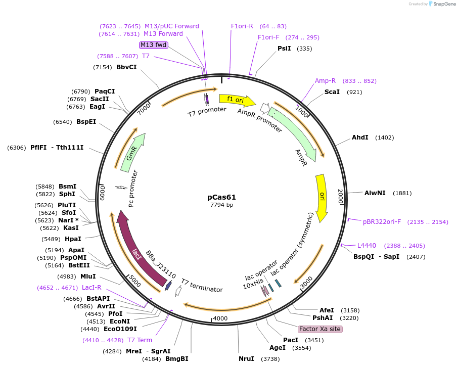 82397-plasmid-map-sequence-id-162056