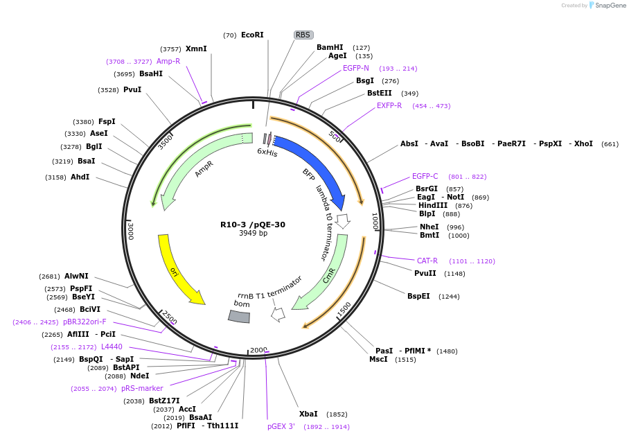 79859-plasmid-map-sequence-id-162057